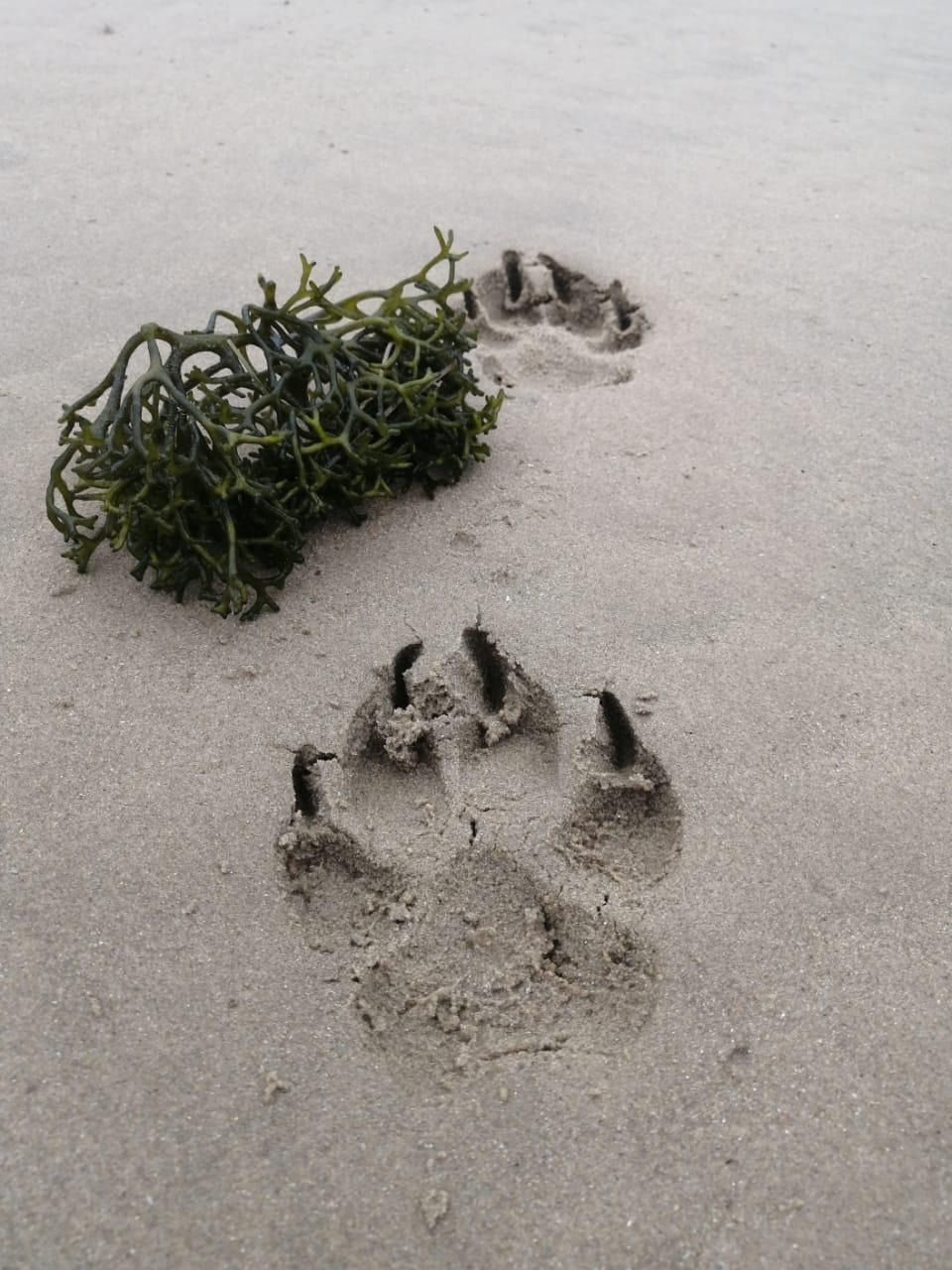 Paw prints in the wet sand beside a tuft of seaweed