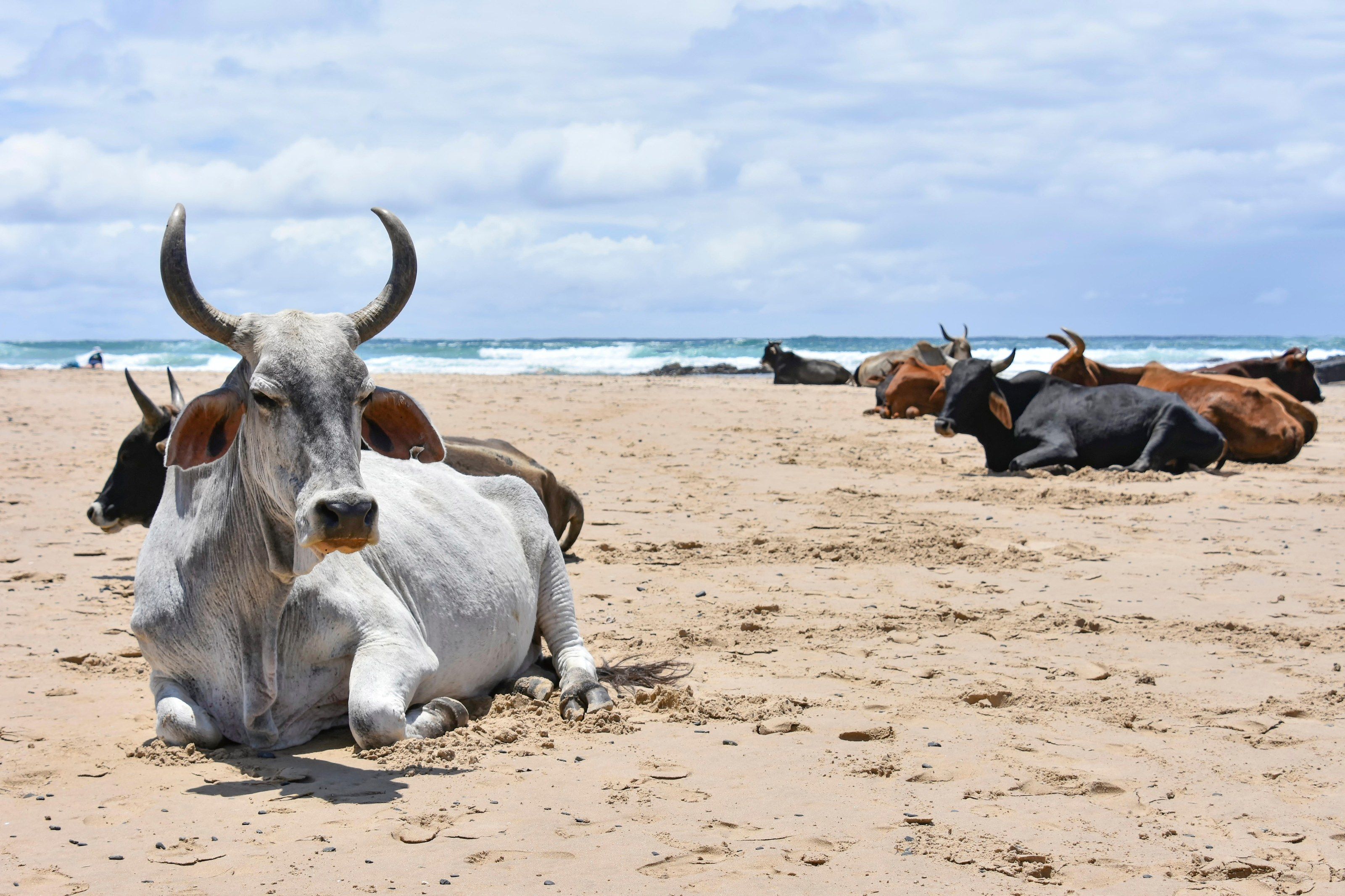 Nguni cattle resting on the sand of a Wild Coast beach, with the surf behind them